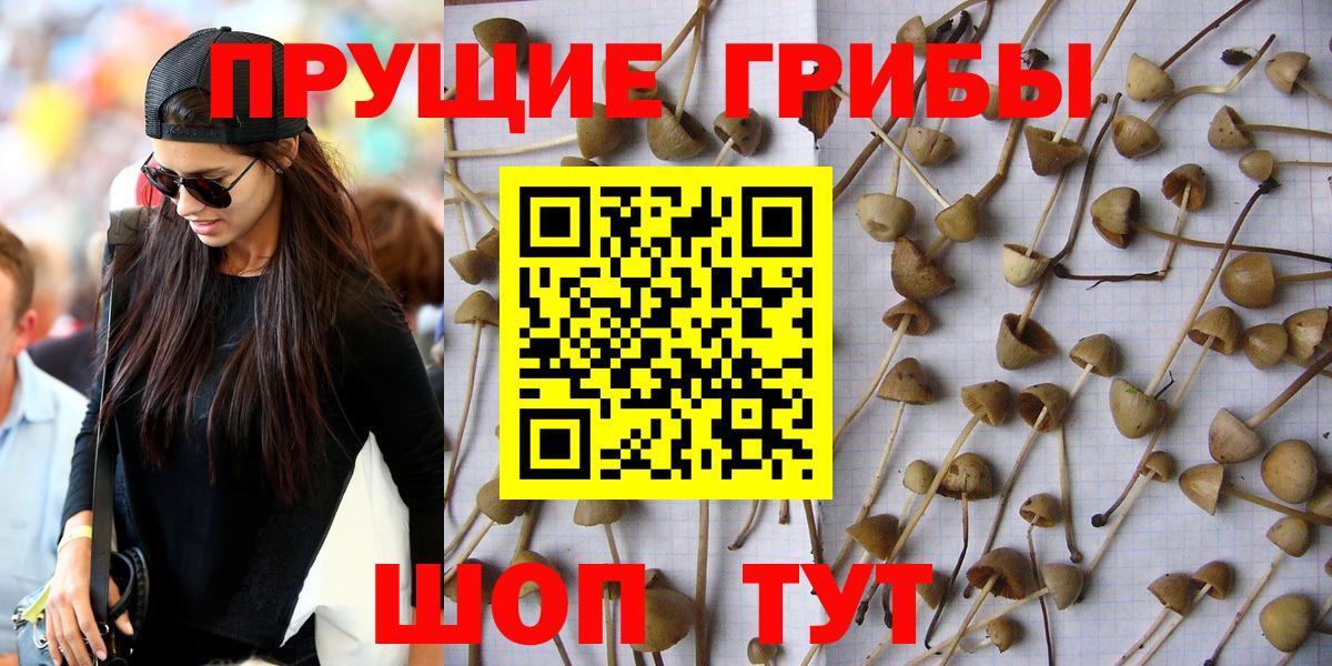 Псилоцибиновые грибы Psilocybe Анапа